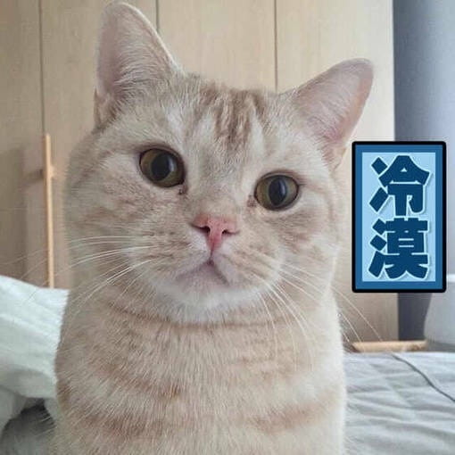 搞笑表情包,动物表情包,小猫表情包