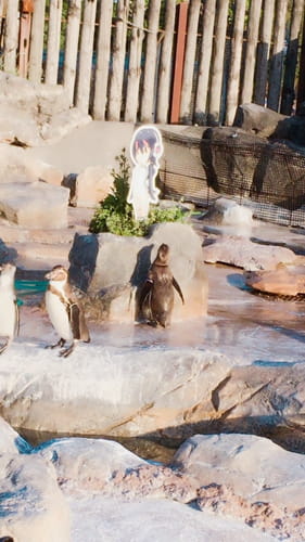 企鹅,优筑田行子,兽娘动物园,东武动物园,呼噜噜