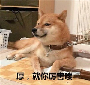 柴犬表情包,搞笑表情包,动物表情包