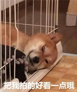 柴犬表情包,搞笑表情包,动物表情包