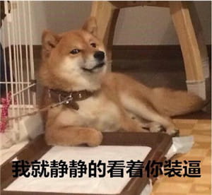 柴犬表情包,搞笑表情包,动物表情包