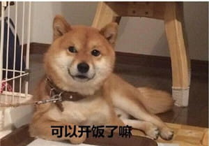 柴犬表情包,搞笑表情包,动物表情包