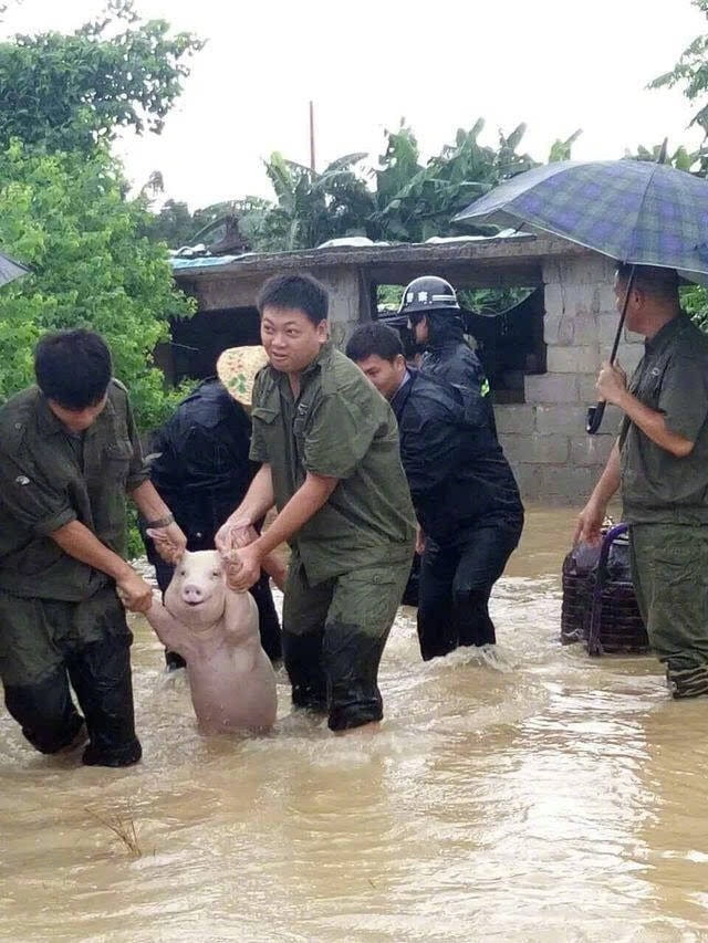 微笑猪表情包,洪水猪表情包,发洪水救猪