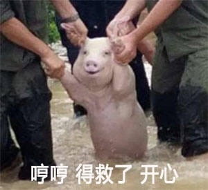 微笑猪表情包,洪水猪表情包,发洪水救猪
