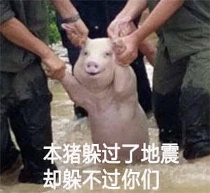 微笑猪表情包,洪水猪表情包,发洪水救猪