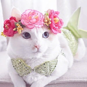 猫咪头像,猫图片,喵星人头像