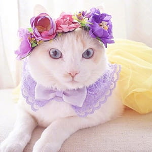 猫咪头像,猫图片,喵星人头像