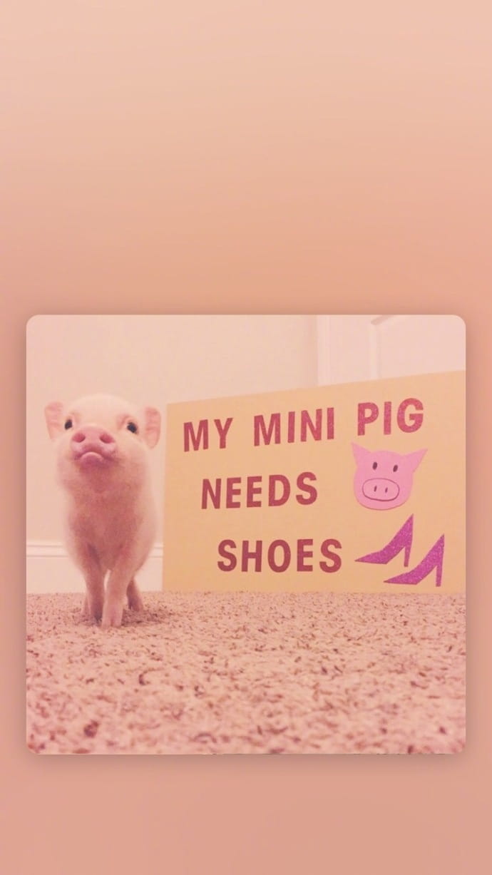 小猪手机壁纸,猪精女孩手机壁纸,动物手机壁纸