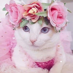 猫咪头像,猫图片,喵星人头像
