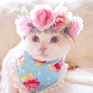 猫咪头像,猫图片,喵星人头像