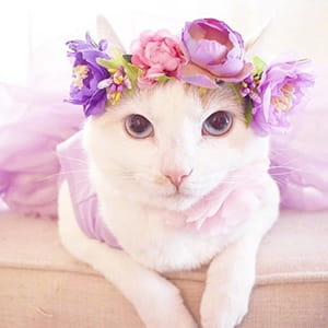 猫咪头像,猫图片,喵星人头像