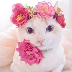 猫咪头像,猫图片,喵星人头像