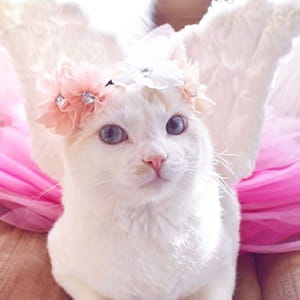 猫咪头像,猫图片,喵星人头像