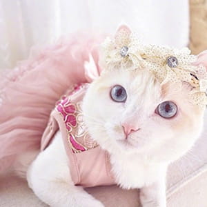 猫咪头像,猫图片,喵星人头像