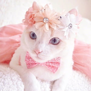 猫咪头像,猫图片,喵星人头像