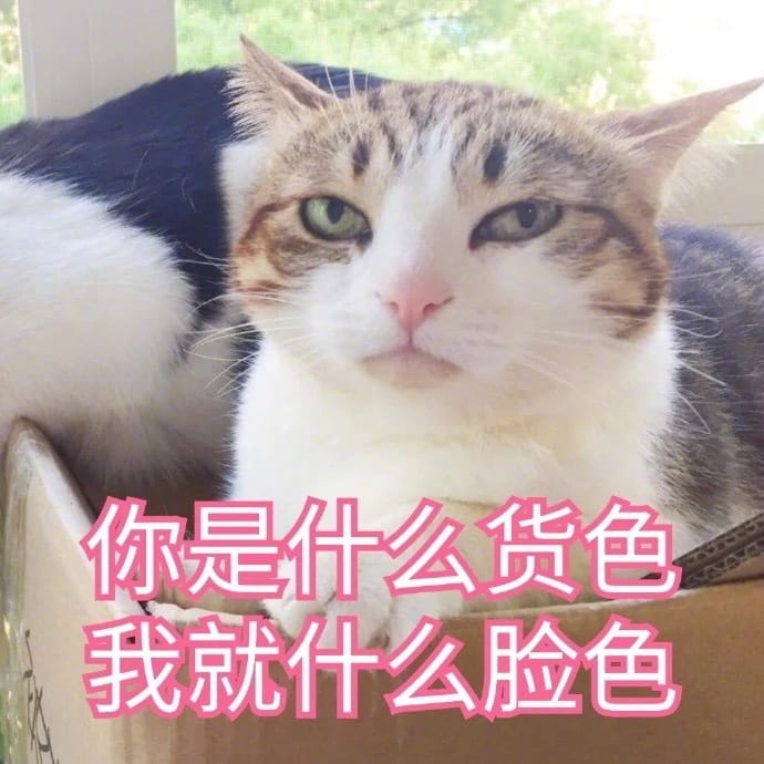 猫咪表情包,猫表情,动物表情包,微信表情包