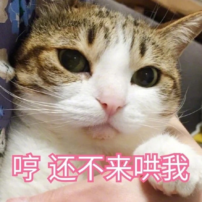 猫咪表情包,猫表情,动物表情包,微信表情包