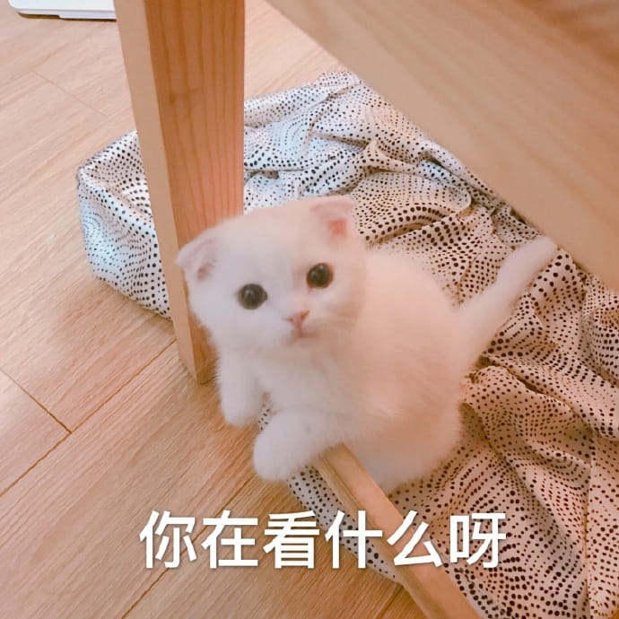 猫咪表情包,qq聊天表情包,微信聊天表情包