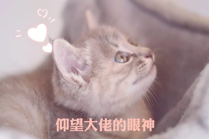 猫咪表情包,qq聊天表情包,微信聊天表情包