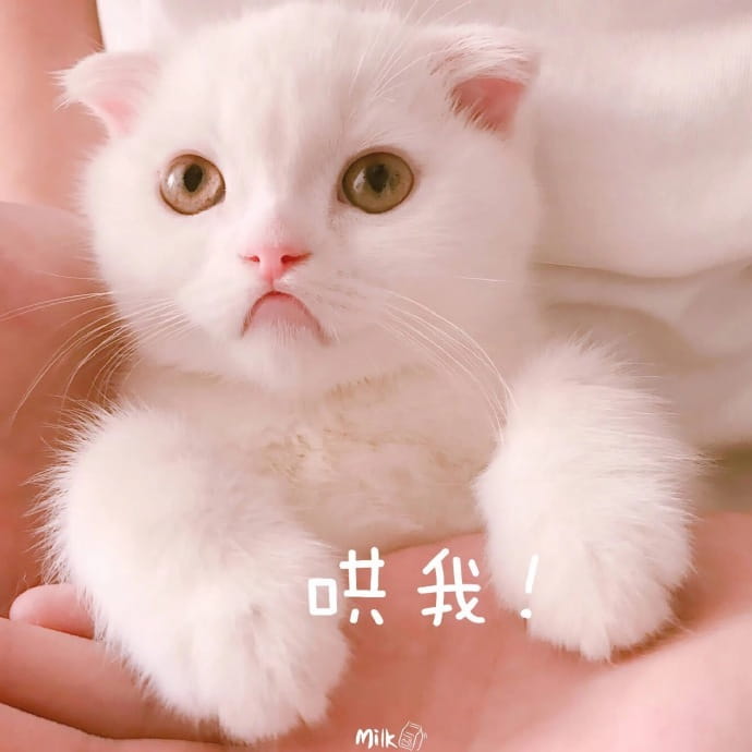 猫咪表情包,qq聊天表情包,微信聊天表情包