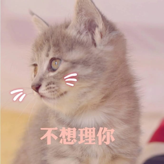 猫咪表情包,qq聊天表情包,微信聊天表情包