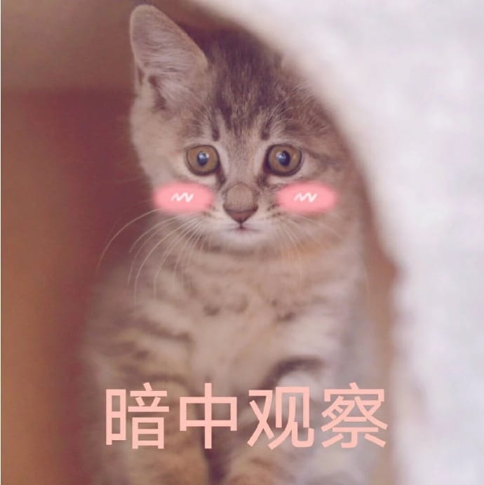 猫咪表情包,qq聊天表情包,微信聊天表情包