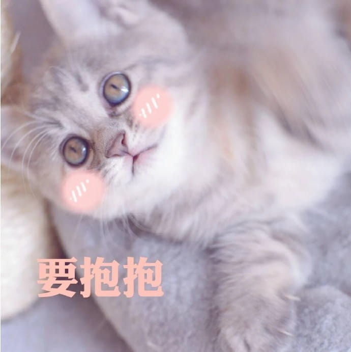 猫咪表情包,qq聊天表情包,微信聊天表情包