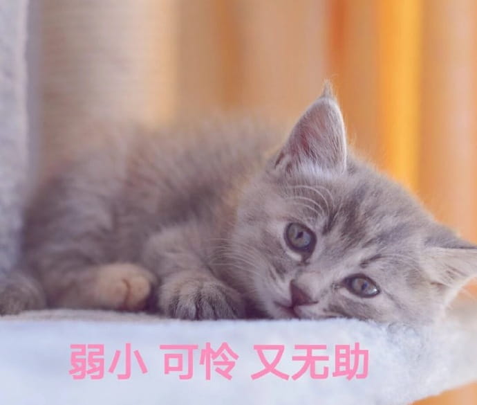 猫咪表情包,qq聊天表情包,微信聊天表情包