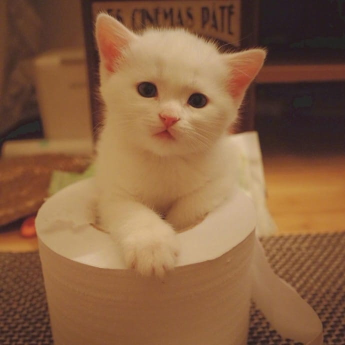 猫咪头像,猫图片,喵星人头像