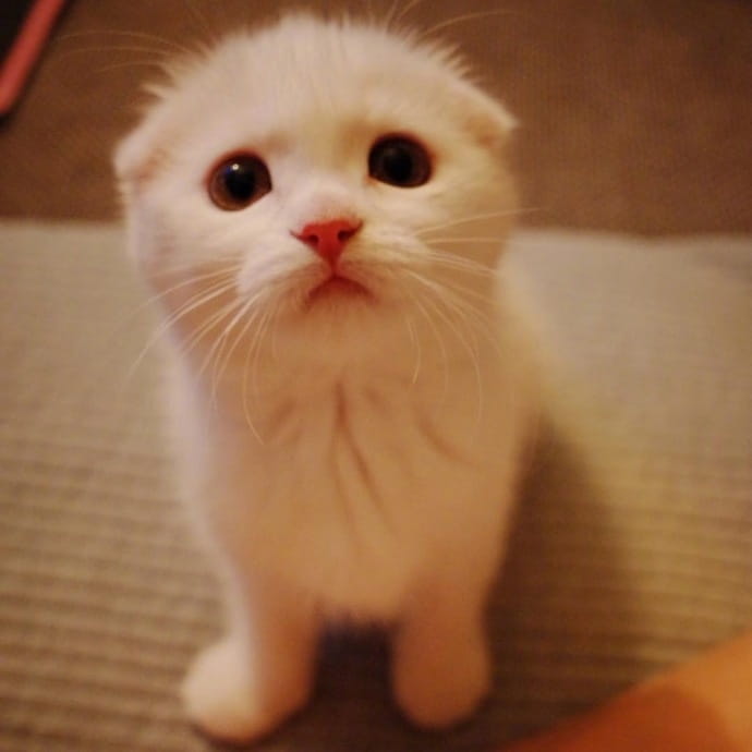猫咪头像,猫图片,喵星人头像