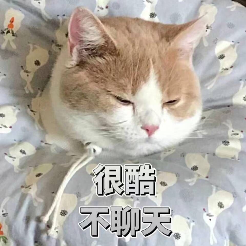 表情包,猫咪表情,沙雕表情