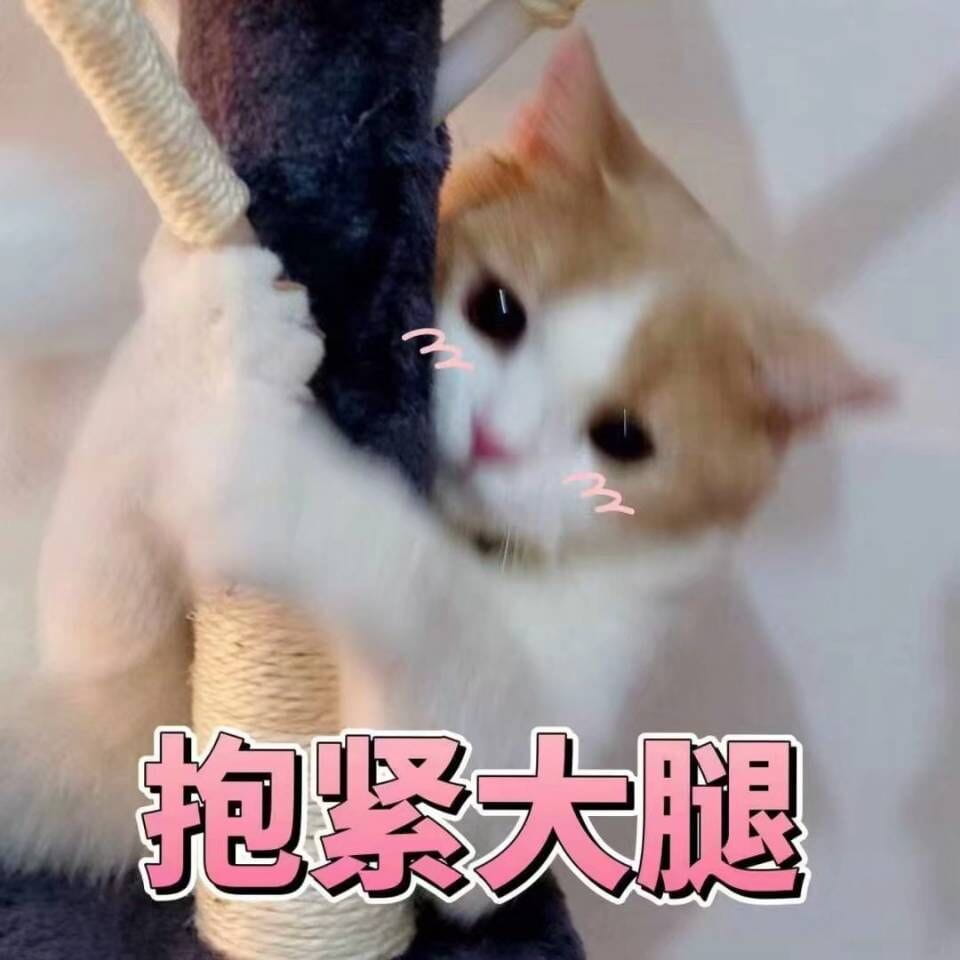 表情包,猫咪表情,沙雕表情