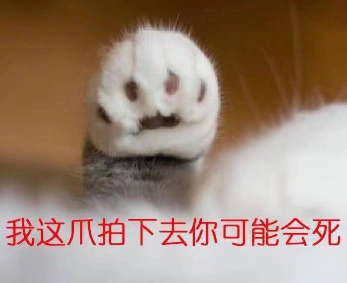 表情包,猫咪表情,沙雕表情