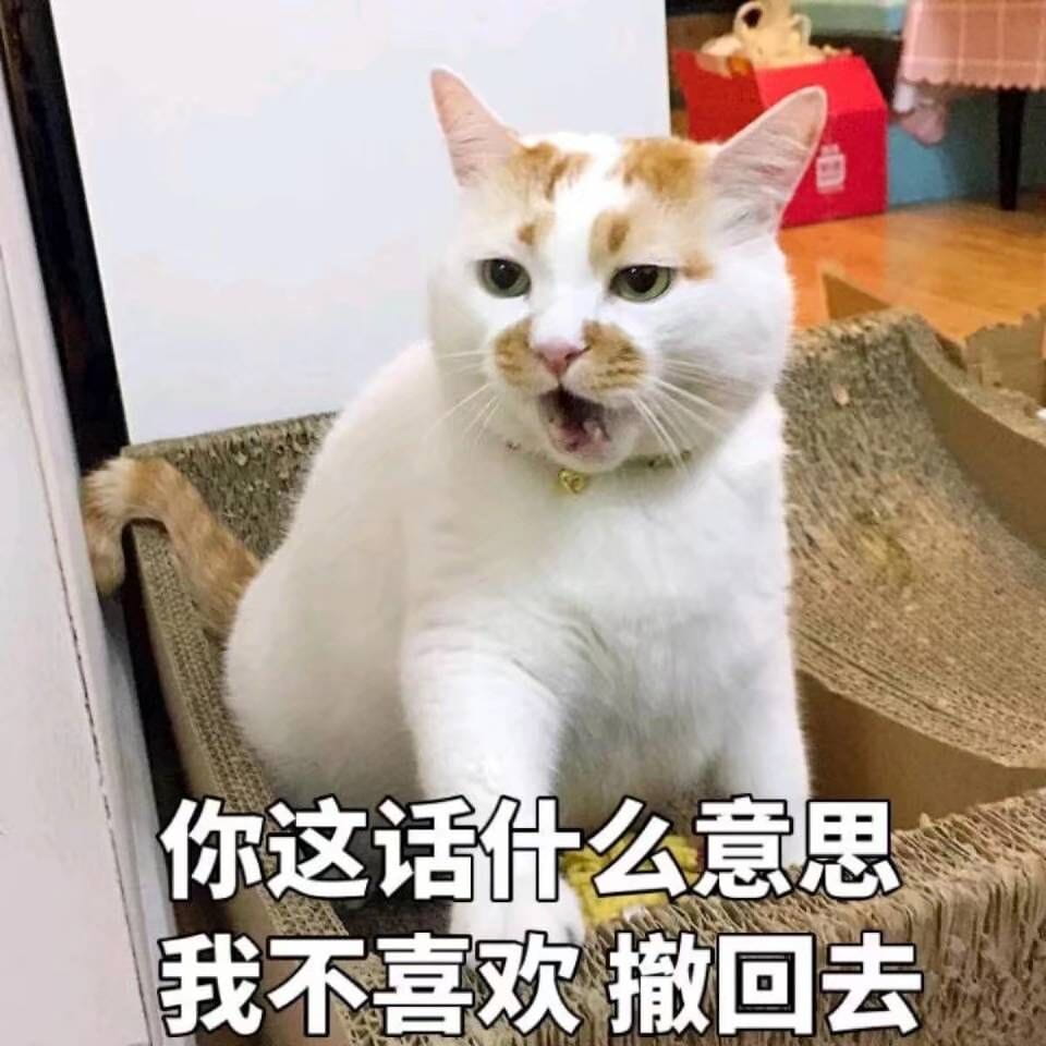 表情包,猫咪表情,沙雕表情