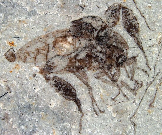 侏罗纪时期的一种小昆虫并不吸食恐龙血液