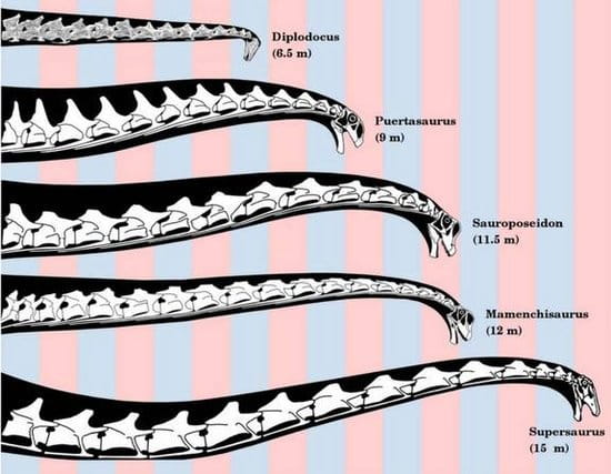科学家探索蜥脚类恐龙如何进化出最长的脖子